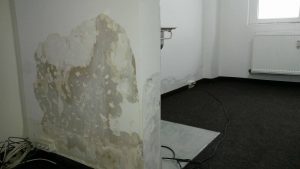 24650752_1172240259545439_612008225_o